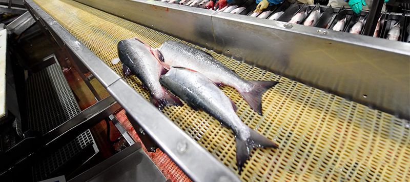 Материалы EFELE помогают рыбоперерабатывающим предприятиям