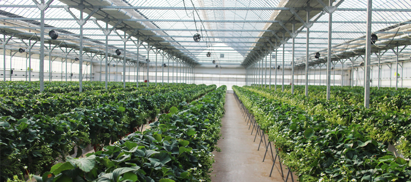 Смазочные материалы EFELE успешно применяются для обслуживания оборудования тепличных хозяйств