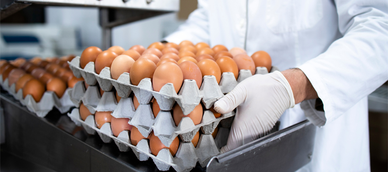 Как производить обработку яиц на предприятиях?